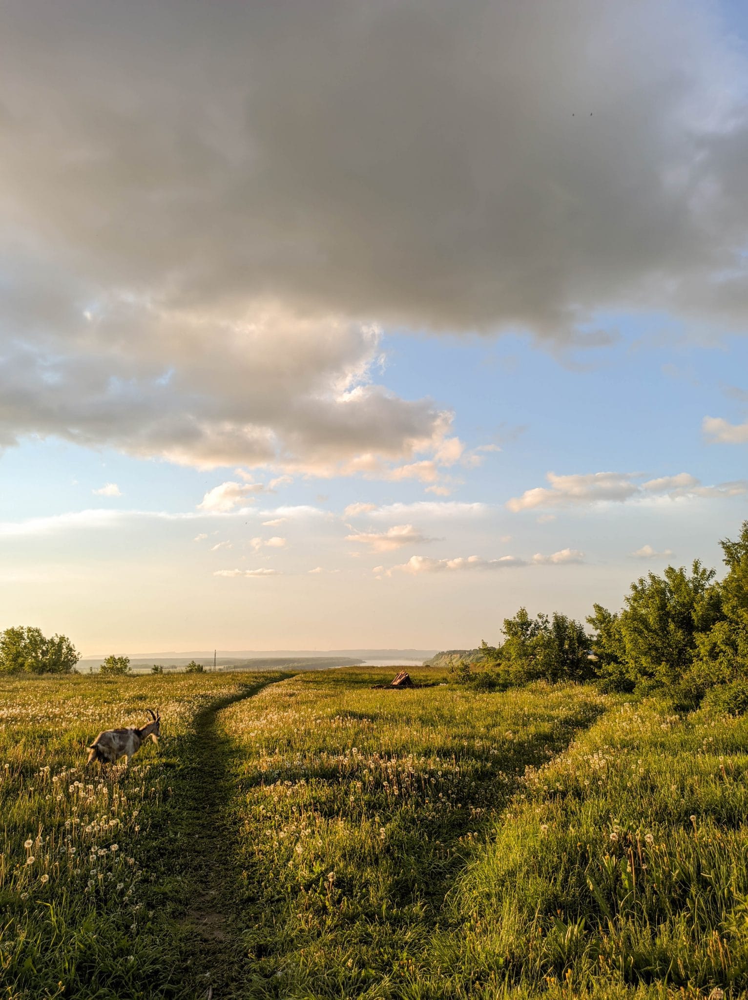 A meadow outside.