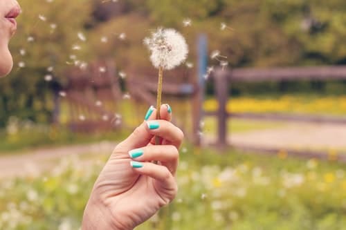 A dandelion with seeds floating off.