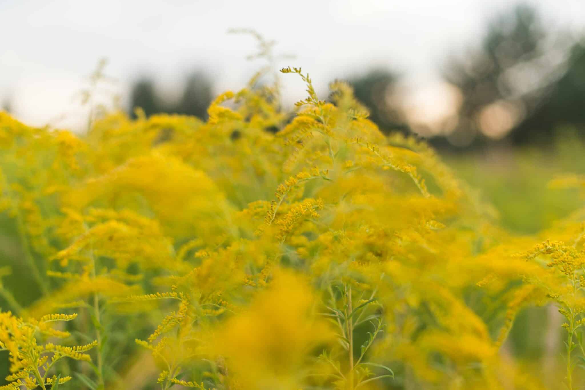 A field of ragweed plants in South Carolina.